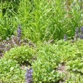 Ajuga 'Purple Torch', Campanula garganica et persicifolia