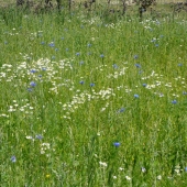 Prairie fleurie